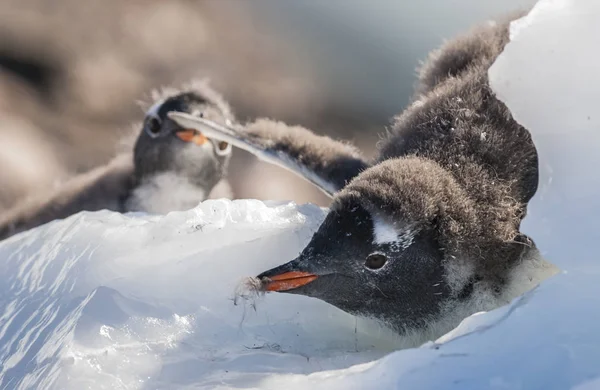 Πιγκουίνοι Gentoo Στην Ανταρκτική — Φωτογραφία Αρχείου