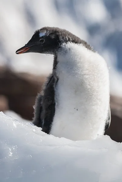 Gentoo Penguin Neko Harbor Antarctica Peninsula — стокове фото