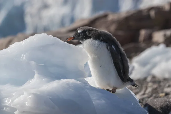 Gentoo Pingvin Neko Kikötőjében Antarktisz Félszigeten — Stock Fotó