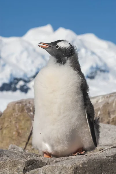 Gentoo Penguin Pygoscelis Papua Neko Harbor Península Antártica — Fotografia de Stock