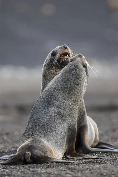 Phoques Fourrure Antarctique Arctophoca Gazella Sur Plage Deception Island — Photo