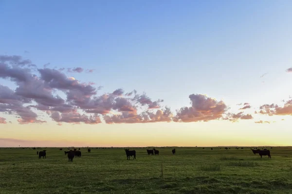 Vacas Pastando Campo Llanura Las Pampas Argentina — Foto de Stock