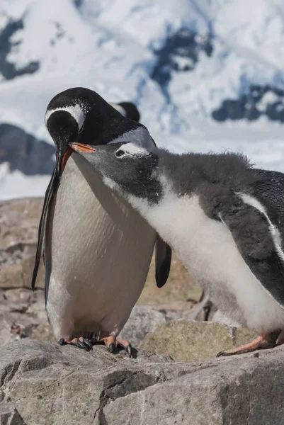 Gentoo Penguins Pygoscelis Papua Neko Harbor Ανταρκτική Χερσόνησο — Φωτογραφία Αρχείου