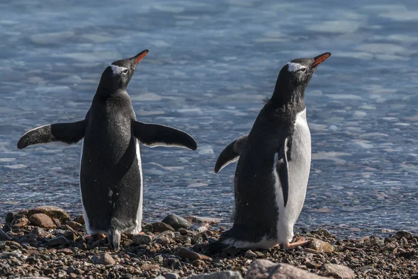 Gentoo Pinguim Casal Neko Harbor Praia Península Antártica — Fotografia de Stock