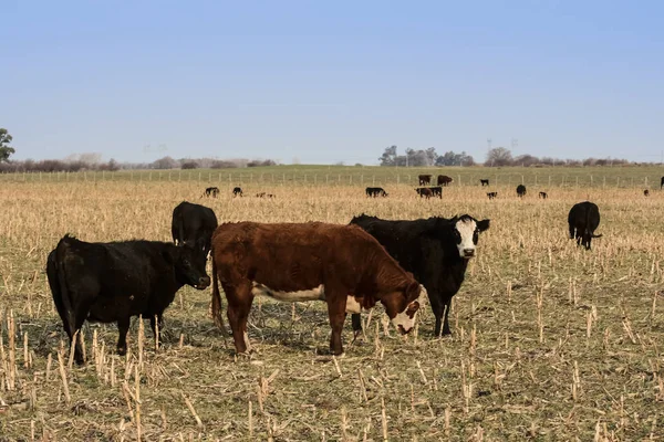 Ganadería Producción Carne Argentina Campo Buenos Aires —  Fotos de Stock