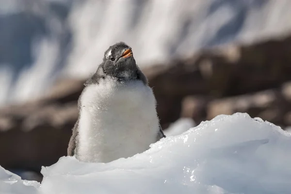 Pinguim Gentoo Praia Neko Harbor Península Antártica — Fotografia de Stock