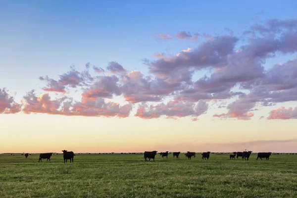 Vacas Pastando Campo Llanura Las Pampas Argentina —  Fotos de Stock