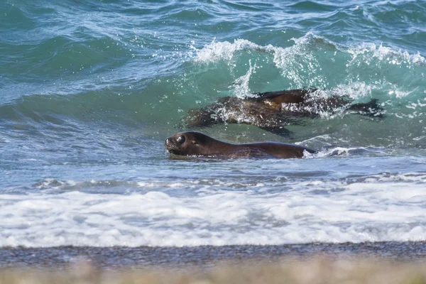 Sea lions surfing in the waves, Patagonia,Argentina.