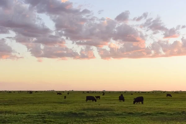 Vacas Pastando Campo Llanura Las Pampas Argentina — Foto de Stock