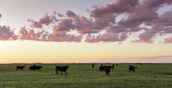 Cows Grazing Field Pampas Plain Argentina — Stock Photo, Image