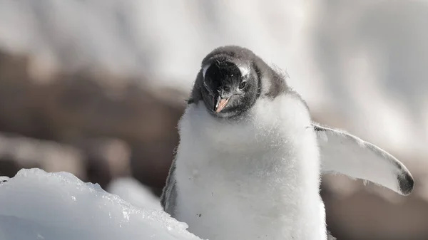 Pinguino Gentoo Nel Porto Neko Penisola Dell Antartide — Foto Stock