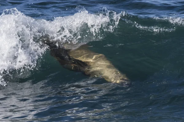 Zeeleeuwen Surfen Golven Patagonië Argentinië — Stockfoto