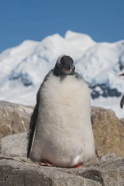 Gentoo Pingvin Csirke Pygoscelis Papua Neko Harbour Antarktisz — Stock Fotó