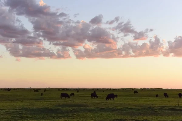 Vacas Pastando Campo Llanura Las Pampas Argentina —  Fotos de Stock