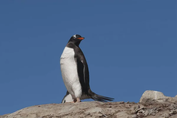 Gentoo Penguen Pygoscelis Papua Neko Limanı Antarktika — Stok fotoğraf