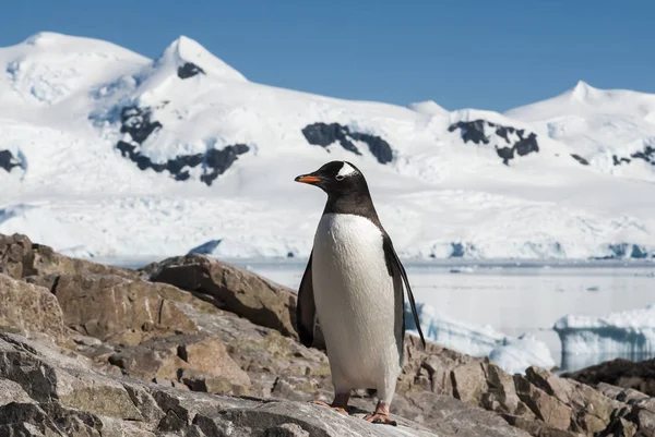 Gentoo Penguin Pygoscelis Papua Neko Harbour Antarctica — стокове фото