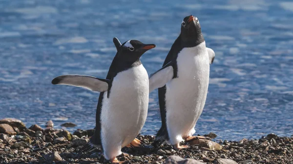 Coppia Pinguini Gentoo Spiaggia Neko Harbor Penisola Antartica — Foto Stock