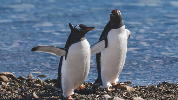 Gentoo penguin couple, Neko Harbor beach, Antarctic Peninsula.