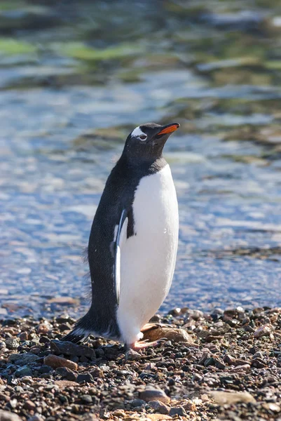 Gentoo Pinguin Neko Harbour Beach Antarktische Halbinsel — Stockfoto