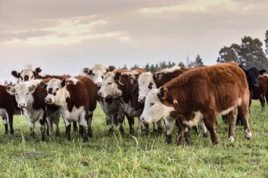 Akşam karanlığında Pampas 'ta sığırlar, Patagonya, Arjantin