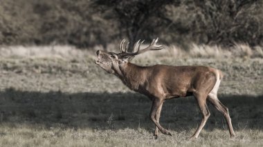 La Pampa 'daki kızıl geyik sürüsü, Arjantin, Parque Luro Doğa 