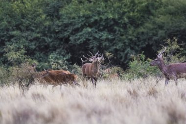 La Pampa 'daki kızıl geyik sürüsü, Arjantin, Parque Luro Doğa 