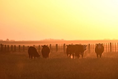 Akşam karanlığında Pampas 'ta sığırlar, Patagonya, Arjantin
