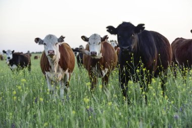 Arjantin kırsalında sığırlar, Pampas, Arjantin
