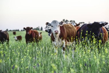 Arjantin kırsalında sığırlar, Pampas, Arjantin