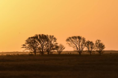 Pampas Günbatımı manzarası, La pampa, Arjantin