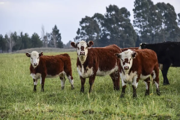 Rinder Der Pampaslandschaft Der Abenddämmerung Patagonien Argentinien — Stockfoto