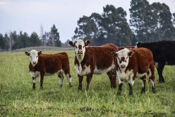 Nötkreatur Pampas Landskap Skymningen Patagonien Argentina — Stockfoto