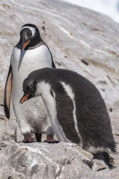 Gentoo Penguins Neko Hamn Antarktis — Stockfoto