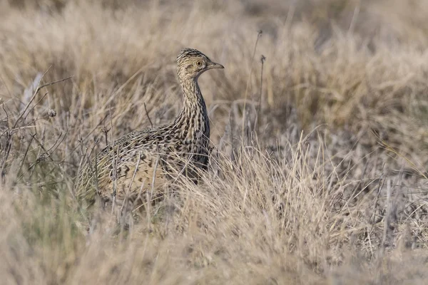 Tinamou Ambiente Prativo Pampas Argentina — Foto Stock