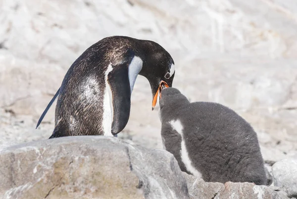 Gentoo Pingvinek Neko Kikötő Antarktisz — Stock Fotó