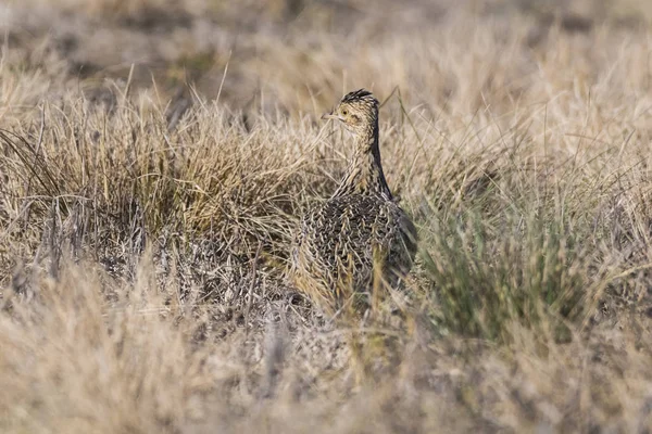 Tinamou Grünlandumgebung Pampa Argentinien — Stockfoto