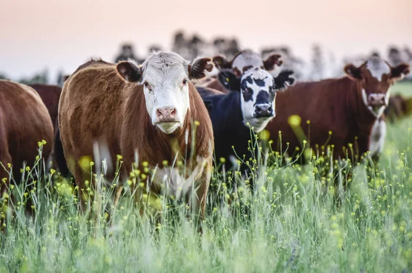 Rinder Der Pampaslandschaft Der Abenddämmerung Patagonien Argentinien — Stockfoto