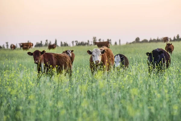 Cattle Pampas Landscape Dusk Patagonia Argentina — Stock Photo, Image