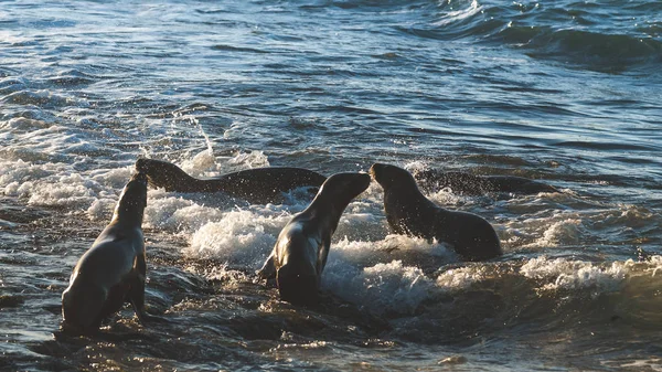 Leoni Marini Valde Della Penisola Patrimonio Dell Umanità Patagonia Argentina — Foto Stock