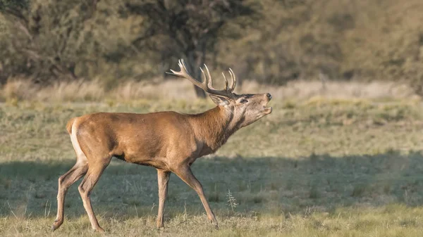 Vörös Szarvas Állomány Pampa Argentína Parque Luro Nature — Stock Fotó