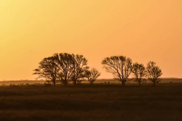 Krajobraz Zachodu Słońca Pampas Pampa Argentyna — Zdjęcie stockowe