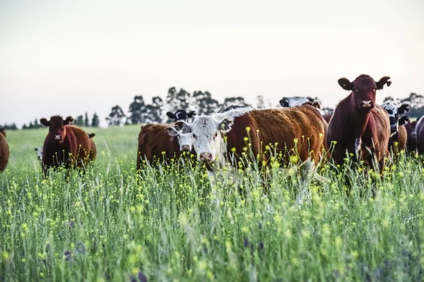 Szarvasmarha Argentínában Pampas Argentína — Stock Fotó