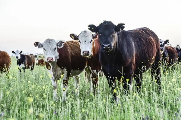 阿根廷潘帕斯 阿根廷农村的牛 — 图库照片