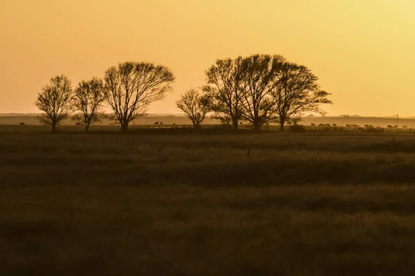Krajobraz Zachodu Słońca Pampas Pampa Argentyna — Zdjęcie stockowe
