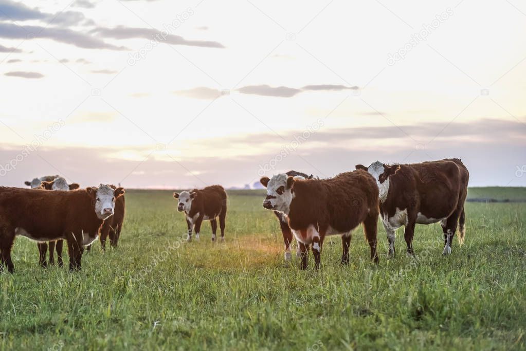 Cattle in Pampas landscape at dusk, Patagonia, Argentina