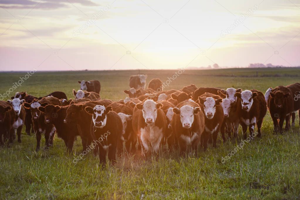 Cattle in Pampas landscape at dusk, Patagonia, Argentina