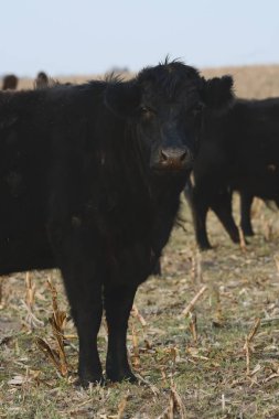 Arjantin kırsalında sığırlar, Pampas, Arjantin
