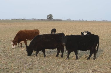 Arjantin kırsalında sığırlar, Pampas, Arjantin