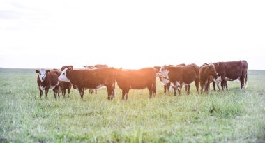 Arjantin kırsalında sığırlar, Buenos Aires Eyaleti, Arjantin