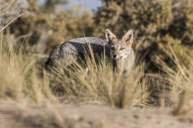 Pampas Gri Tilkisi, La Pampa, Patagonya, Arjantin.